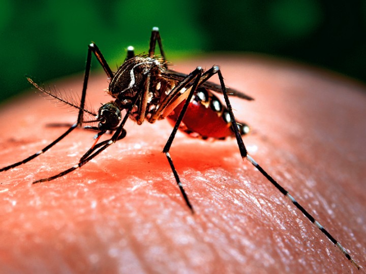 The Zika Virus The Zika Virus